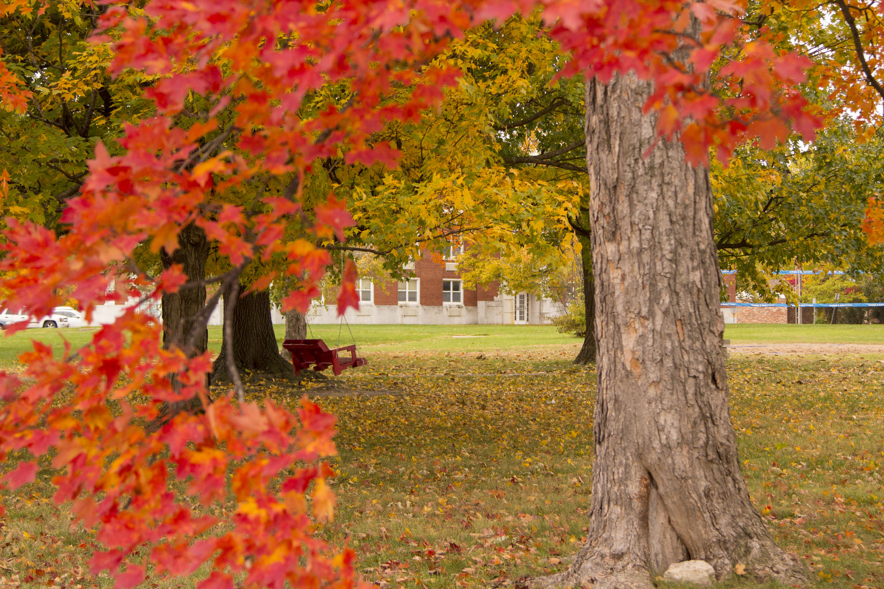 fall leaves with campus building in background