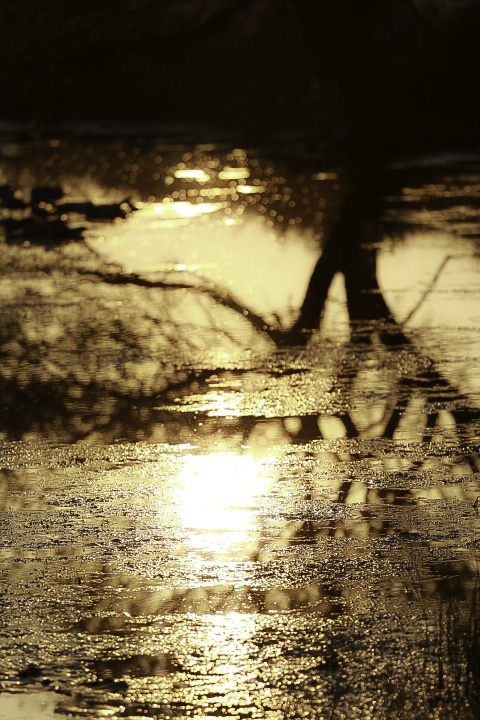 A picture by local photographer Jessica King 