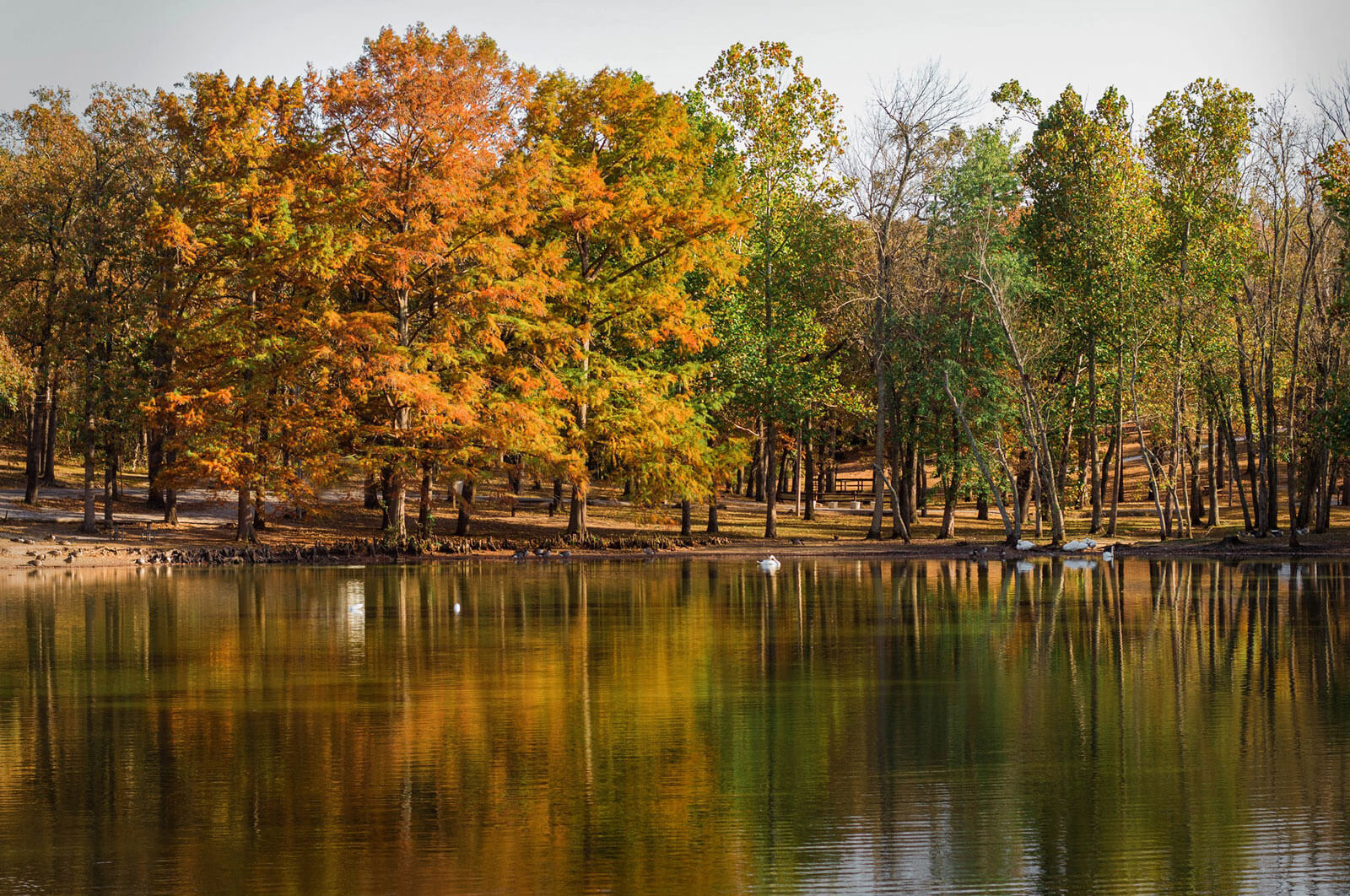 swans swimming in lake surrounded by fall colored trees