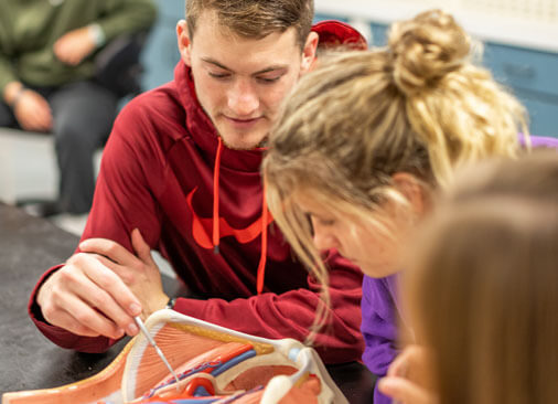 two students work with anatomy model